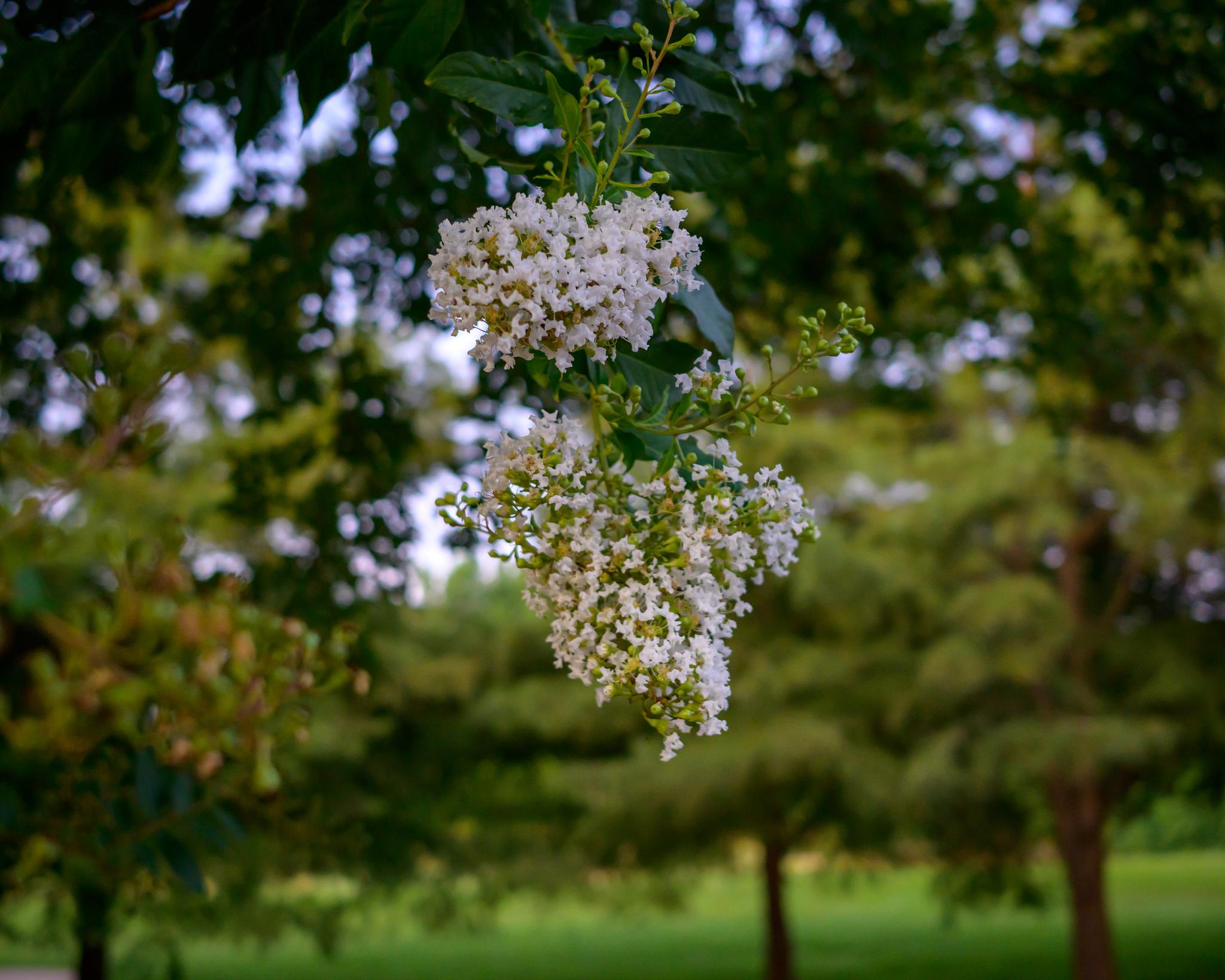 Top Wedding Venues in Shreveport-Bossier City, Louisiana